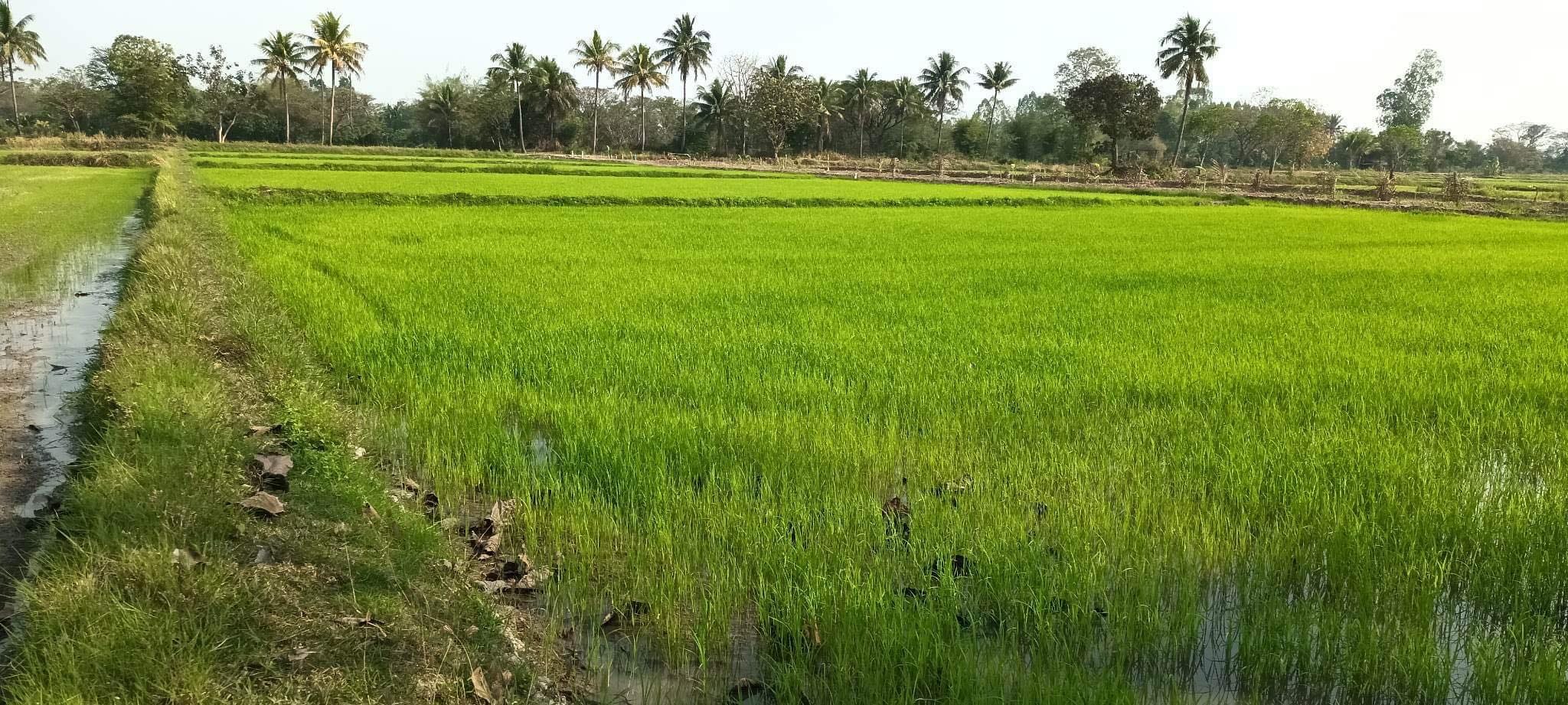 ขายที่ดินขอนแก่น เมืองขอนแก่น 3-2-88.6