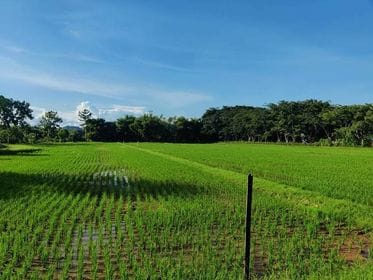 ขายที่ดินเชียงราย เมืองเชียงราย 2-2-29.3